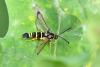 Synanthedon vespiformis